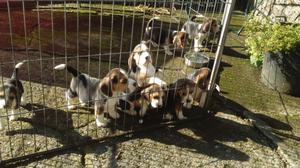 Lovely Tri Beagle Puppies FOR SALE ADOPTION