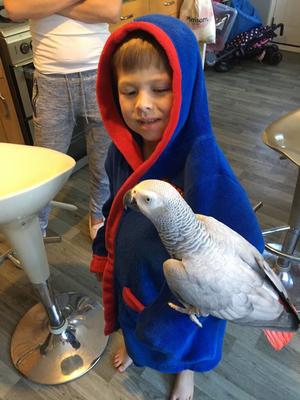Pair African Greys FOR SALE ADOPTION