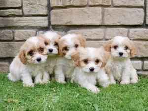 Quality Cavachon Puppies FOR SALE ADOPTION