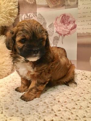 Ready Now Health Tested Clear Shih poo Puppies FOR SALE ADOPTION