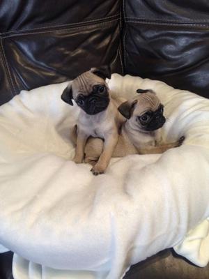 Ready Now Kc Registered Pugs FOR SALE ADOPTION