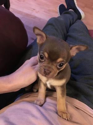 Show Quality Litter Of Kc Chihuahua Pups FOR SALE ADOPTION