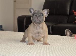 Stunning Blue Tan Blue Sable Girls And Boys FOR SALE ADOPTION