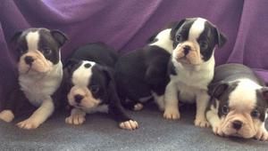 Traditional Boston Terriers FOR SALE ADOPTION