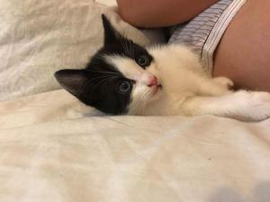 1 Kitten Left FOR SALE ADOPTION