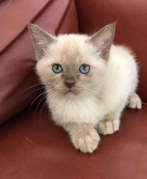 Beautiful And Loving Asian Kittens FOR SALE ADOPTION