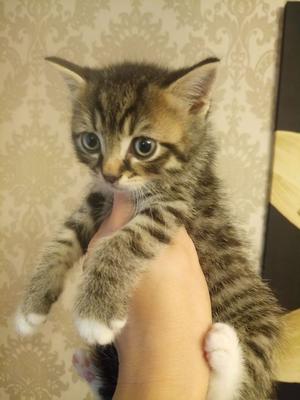 Beautiful Half British Shorthair Kitten FOR SALE ADOPTION