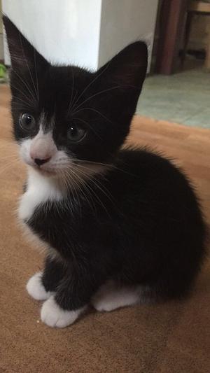Black And White Baby Kitten Going For Cheap FOR SALE ADOPTION
