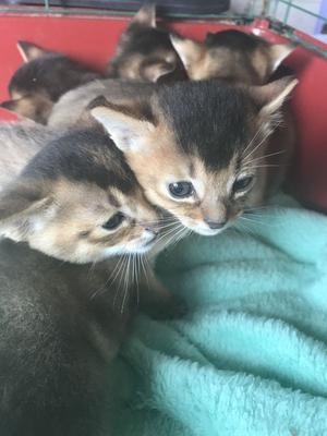 Chausie F2 Kittens FOR SALE ADOPTION