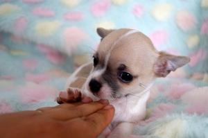 Chihuahua Puppies FOR SALE ADOPTION