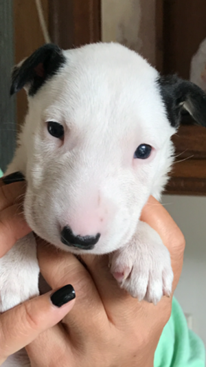 English Bull Terrier Puppies FOR SALE ADOPTION