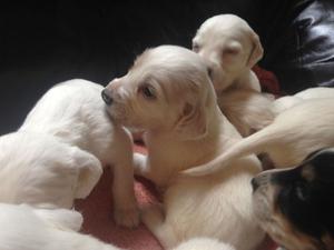 English Setters FOR SALE ADOPTION