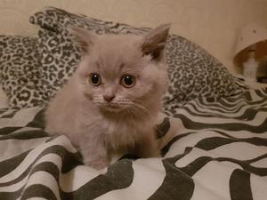 Gccf Reg Kittens Heath Tested Pet Or Active FOR SALE ADOPTION