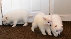 Japanse Spitz Puppies for sale FOR SALE ADOPTION
