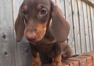 Kc Long Haired Choco Dachshunds FOR SALE ADOPTION
