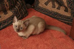 Our Last Available  Burmese Kitten FOR SALE ADOPTION