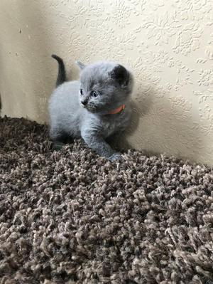 Pure British Shorthair Kittens for adoption FOR SALE ADOPTION