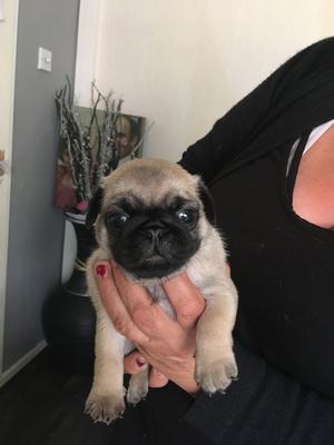 Quality Pug Puppies Ready Now FOR SALE ADOPTION