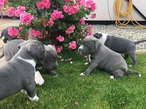 Staffordshire Bull Terrier pups available now FOR SALE ADOPTION