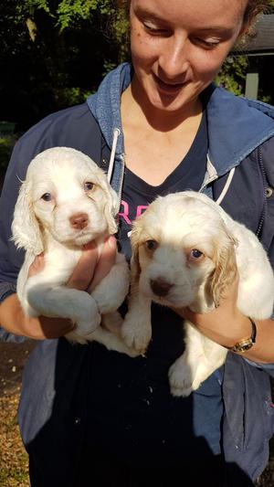 Wonderful Clumber Spaniel Puppies FOR SALE ADOPTION
