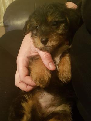 Yorkshire Terrier Girl Pup FOR SALE ADOPTION
