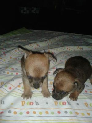 2 Stunning Pups Ready In 3 Weeks FOR SALE ADOPTION
