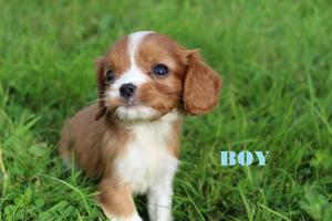 Cavalier King Charles puppies for sale FOR SALE ADOPTION
