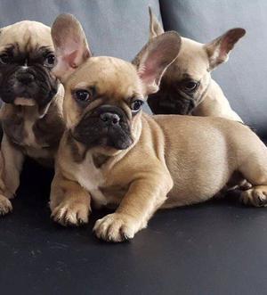 FRENCH BULLDOGS READY FOR YOU TEXT  FOR SALE ADOPTION