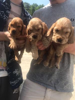Golden And Black Pups Available FOR SALE ADOPTION