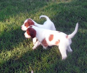Red and white Irish setter puppies for sale FOR SALE ADOPTION