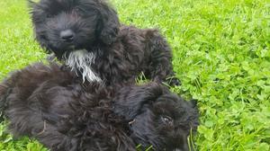 Shihpoo Pups For Sale FOR SALE ADOPTION