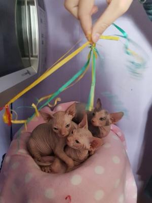 Sphynx Kittens Available now FOR SALE ADOPTION