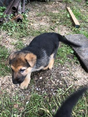 Adorablemale and female German shepherd puppies for sale FOR SALE ADOPTION