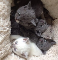 Beautiful British Shorthair Kittens FOR SALE ADOPTION