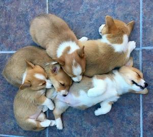 Male and Female Corgi Puppies For Sale FOR SALE ADOPTION