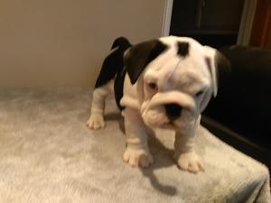 RE HOMING MY BEAUTIFUL TWO ENGLISH BULLDOGS MALE AND FEMALE FOR SALE ADOPTION