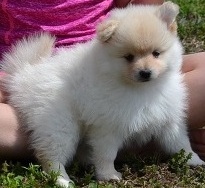 Stunning Pomeranian Puppies FOR SALE ADOPTION