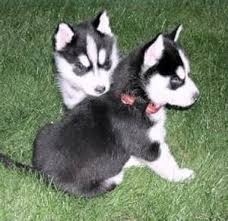 Sweet Siberian Husky Puppies FOR SALE ADOPTION