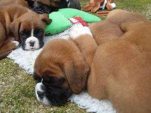 pure boxer puppy FOR SALE ADOPTION