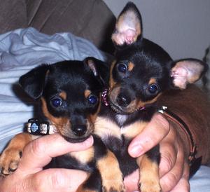 teacup size chihuahua puppies available for rehoming very good price FOR SALE ADOPTION