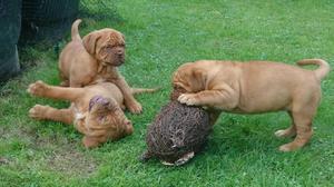 Beautiful Dogue De Bordeaux Puppies available for re homing now FOR SALE ADOPTION