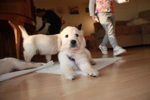 Golden Retriever Pups For Sale FOR SALE ADOPTION