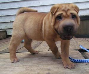 Purebred Shar pei puppies available FOR SALE ADOPTION