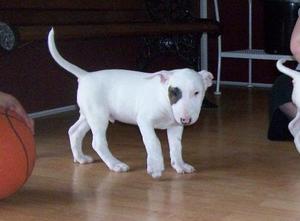 Really cute Bull Terrier male and female puppies FOR SALE ADOPTION
