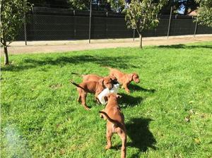 Rhodesian Ridgeback puppies for great forever loving homes FOR SALE ADOPTION