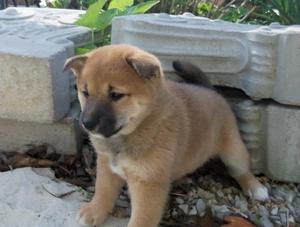 Shiba Inu Puppies now available FOR SALE ADOPTION