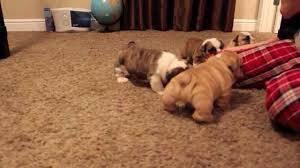 2 Male And 1 Female English Bulldog Puppies ready for their new loving homes FOR SALE ADOPTION