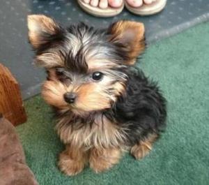 Yorkie Puppies For any good and caring home FOR SALE ADOPTION