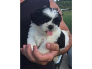 Adorable Male And Female Shih Tzu Puppies FOR SALE ADOPTION