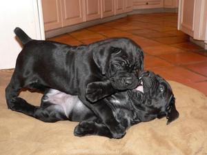 Affectionate Cane Corso Puppies For Re Homing FOR SALE ADOPTION